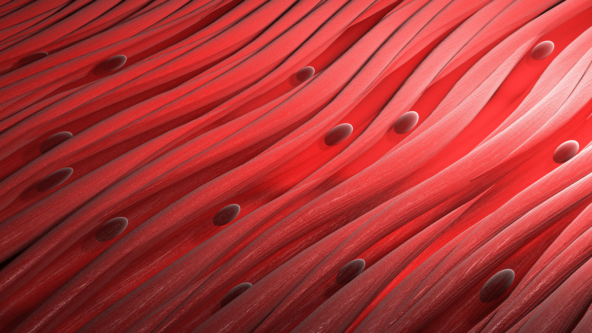 10 Ways to Naturally Increase Testosterone