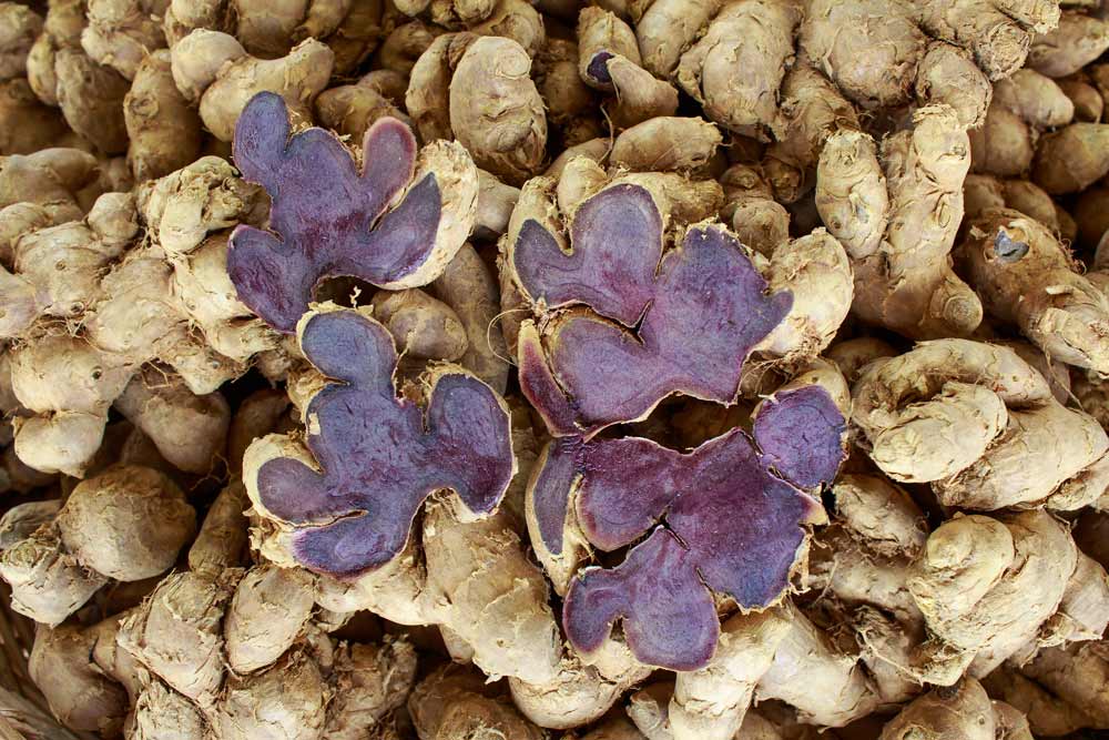 Power of KANE Black Ginger Root Kaempferia parviflora