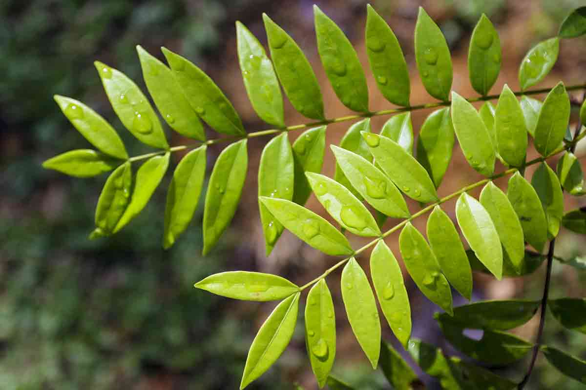 Power Of Kane Natural Testosterone Booster Supplement For Men Vitamins T Booster Naturally Increase Testosterone Testofen KSM-66 ashwagandha Tongkat ali longjack vitamin d EGCG Tribulus